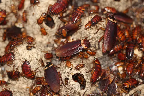 Service de désinsectisation contre cafards et insectes nuisibles