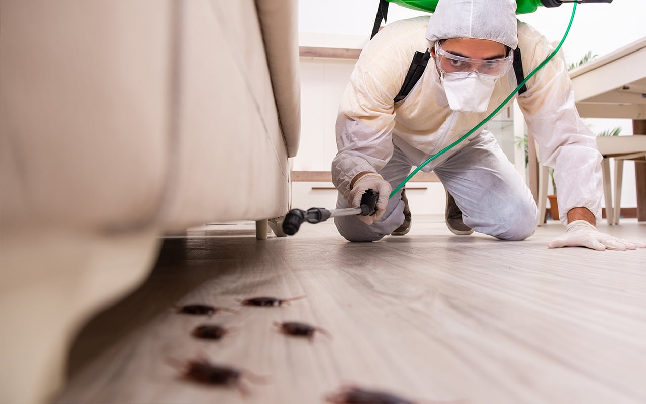 Traitement professionnel contre les cafards